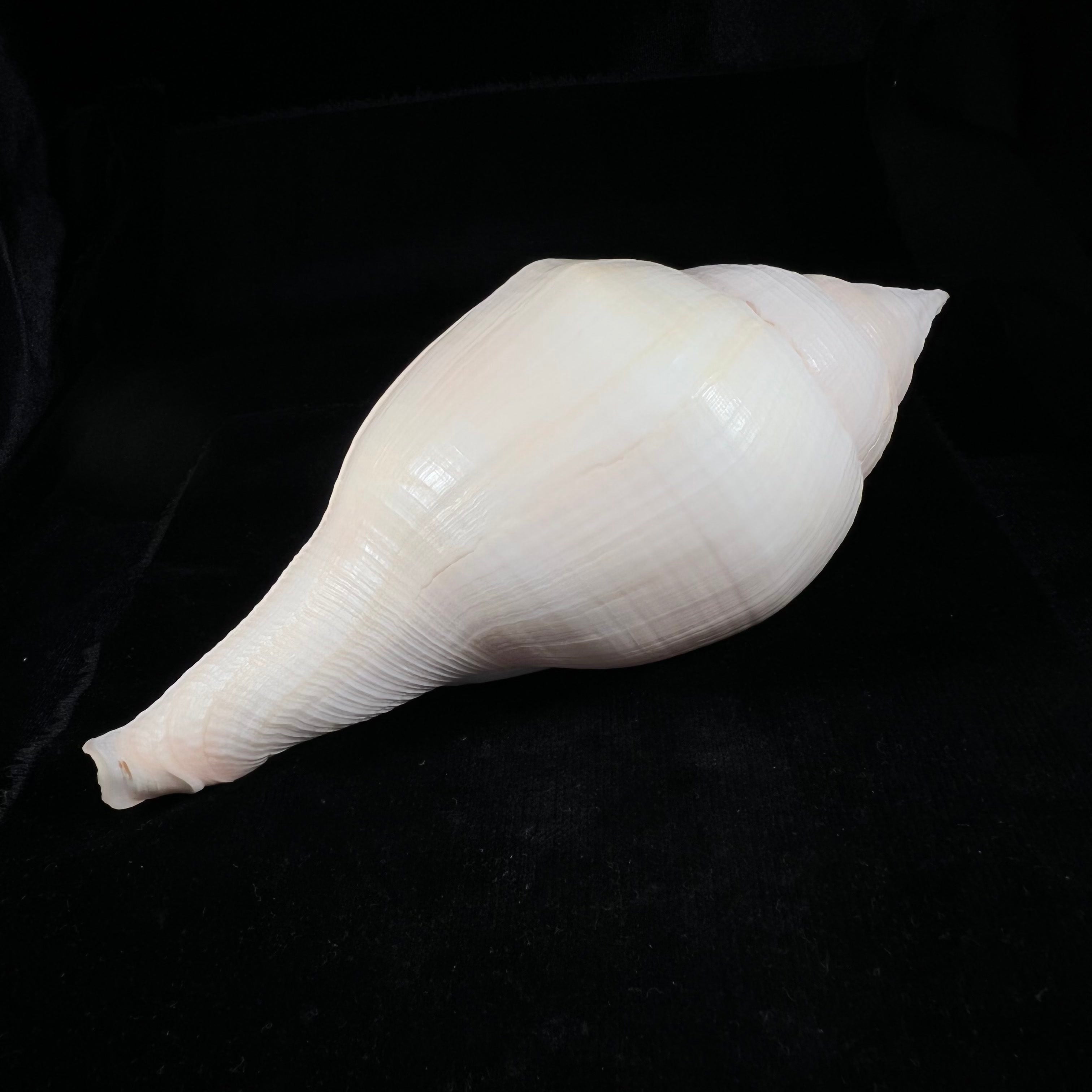 Turbinella laevigata Anton, 1838 - 199,2毫米