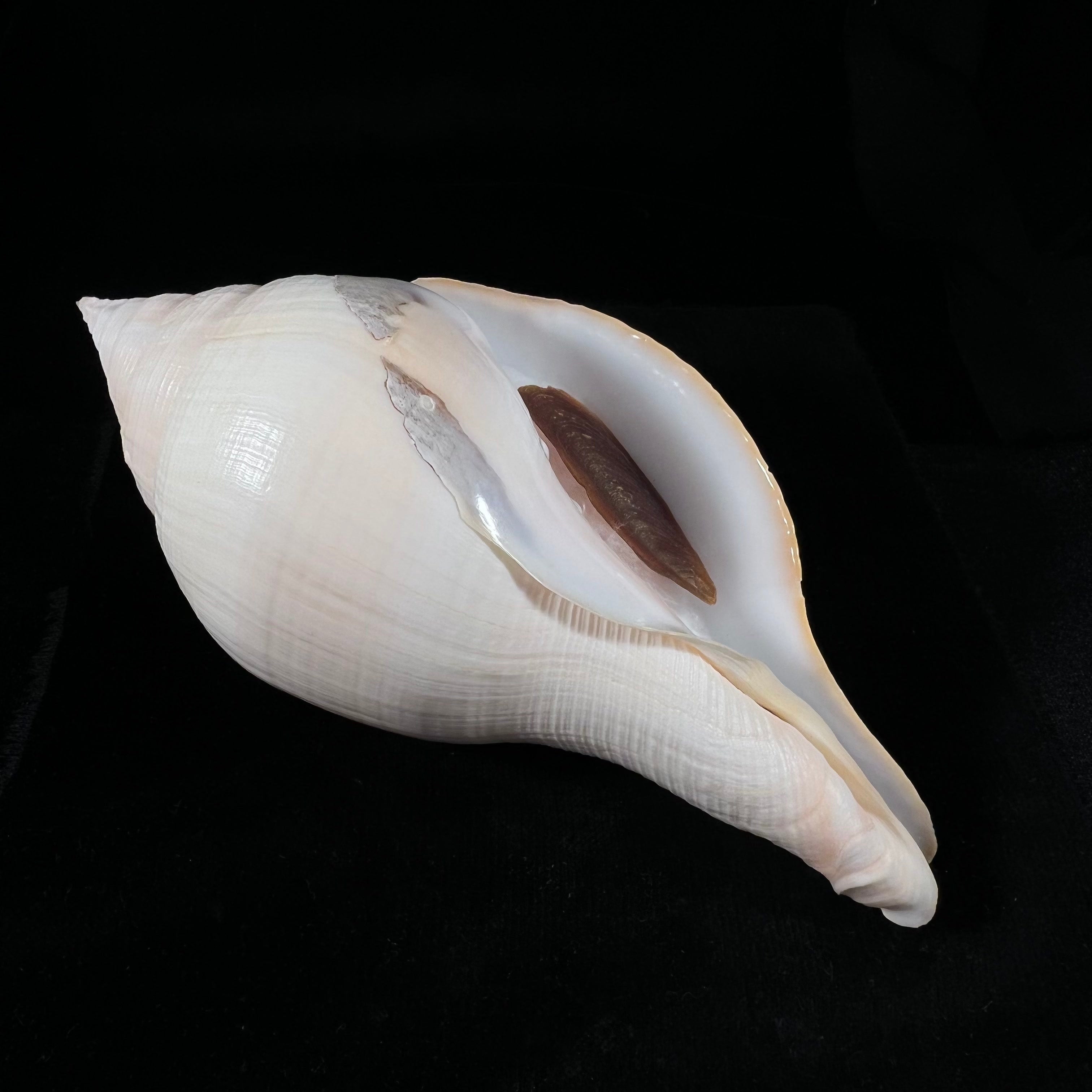 Turbinella laevigata Anton, 1838 - 199,2毫米