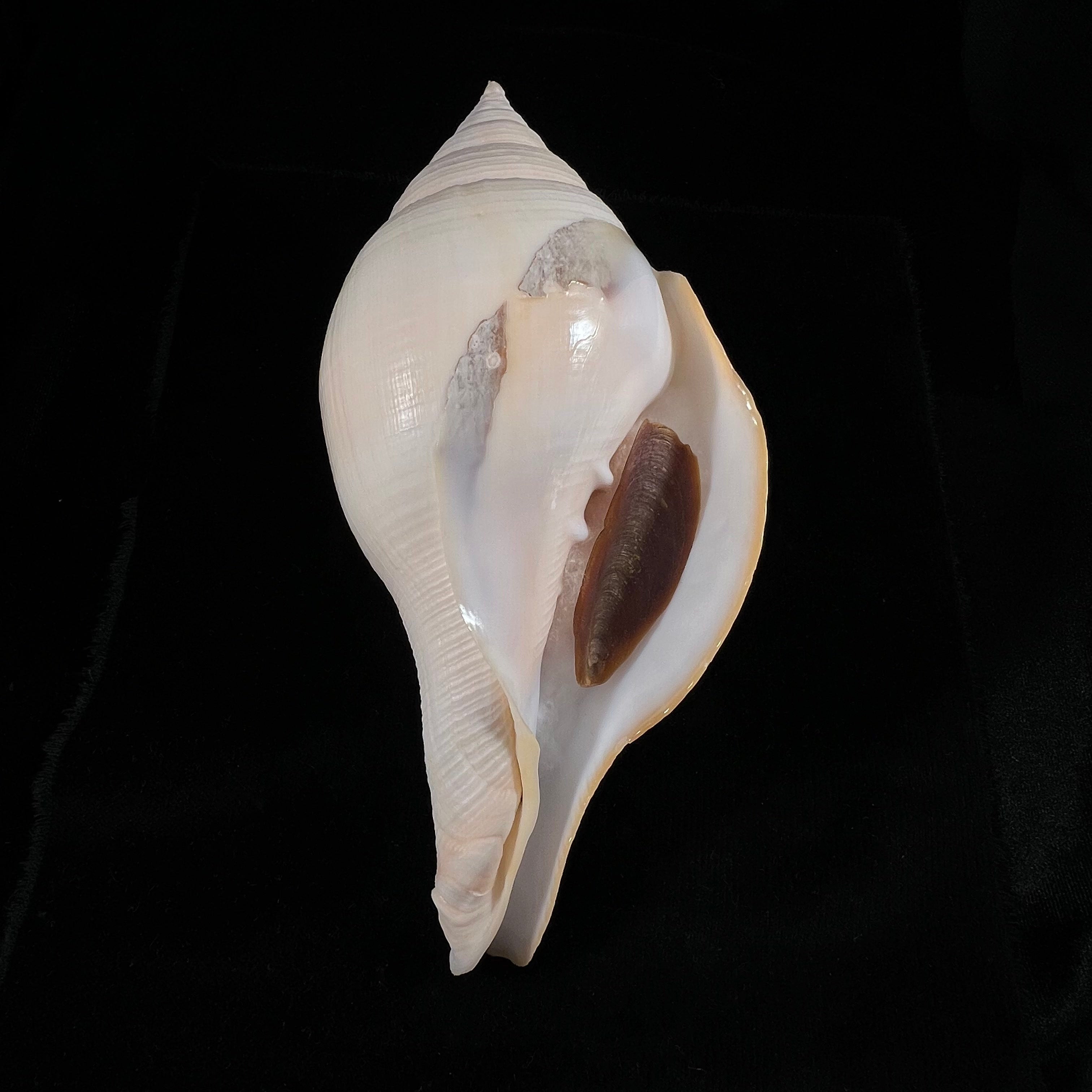 Turbinella laevigata Anton, 1838 - 199,2毫米