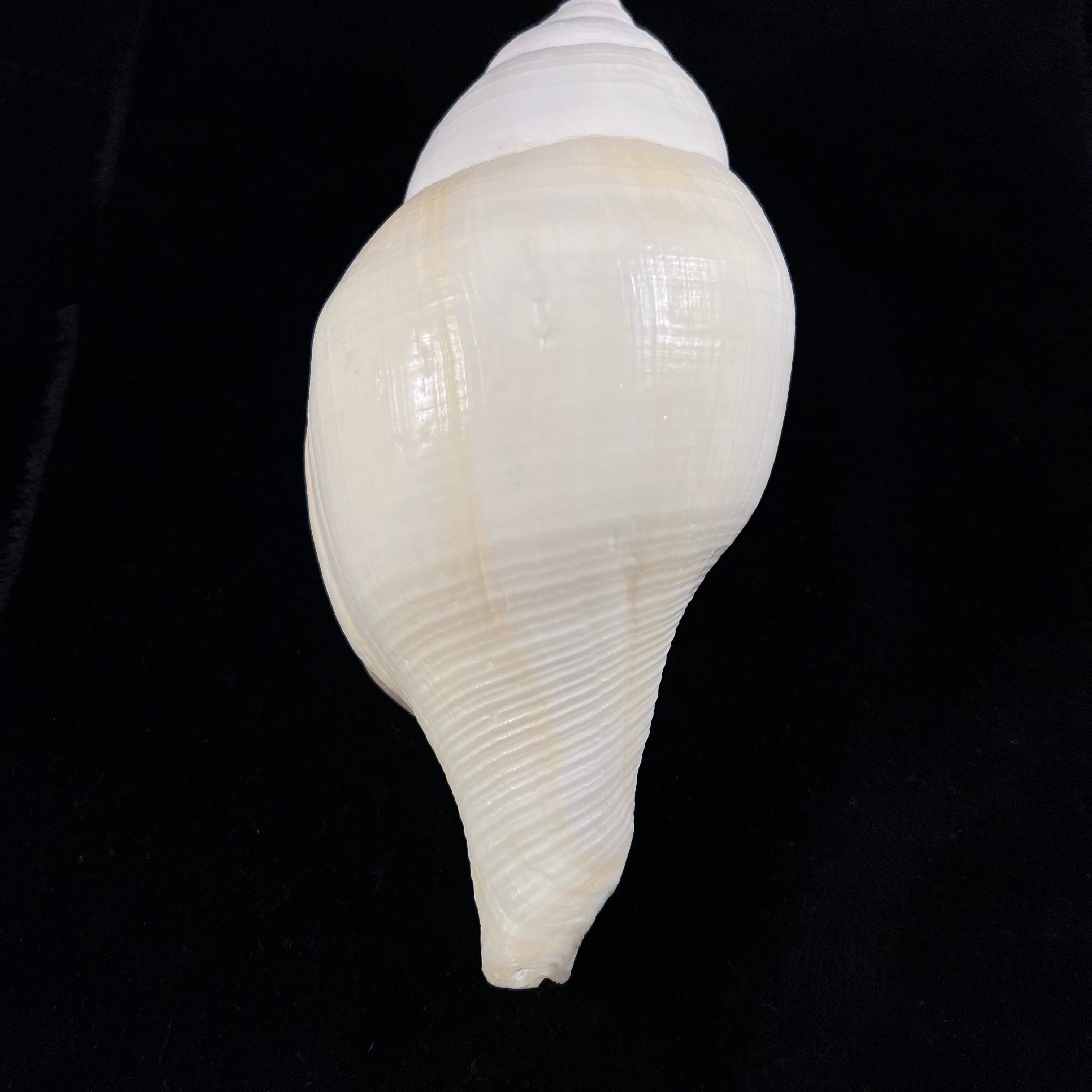 Turbinella laevigata Anton, 1838 - 179毫米