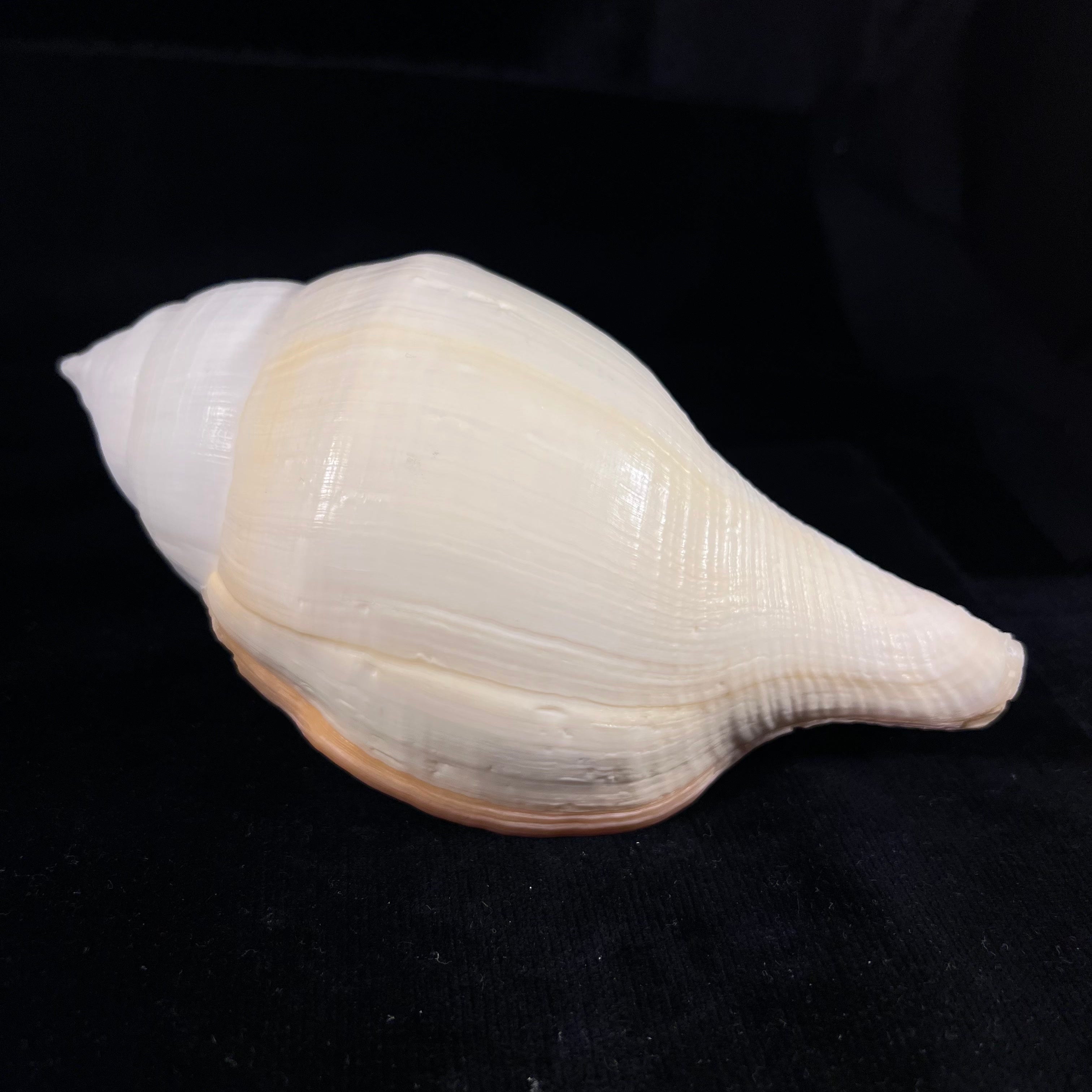 Turbinella laevigata Anton, 1838 - 179毫米