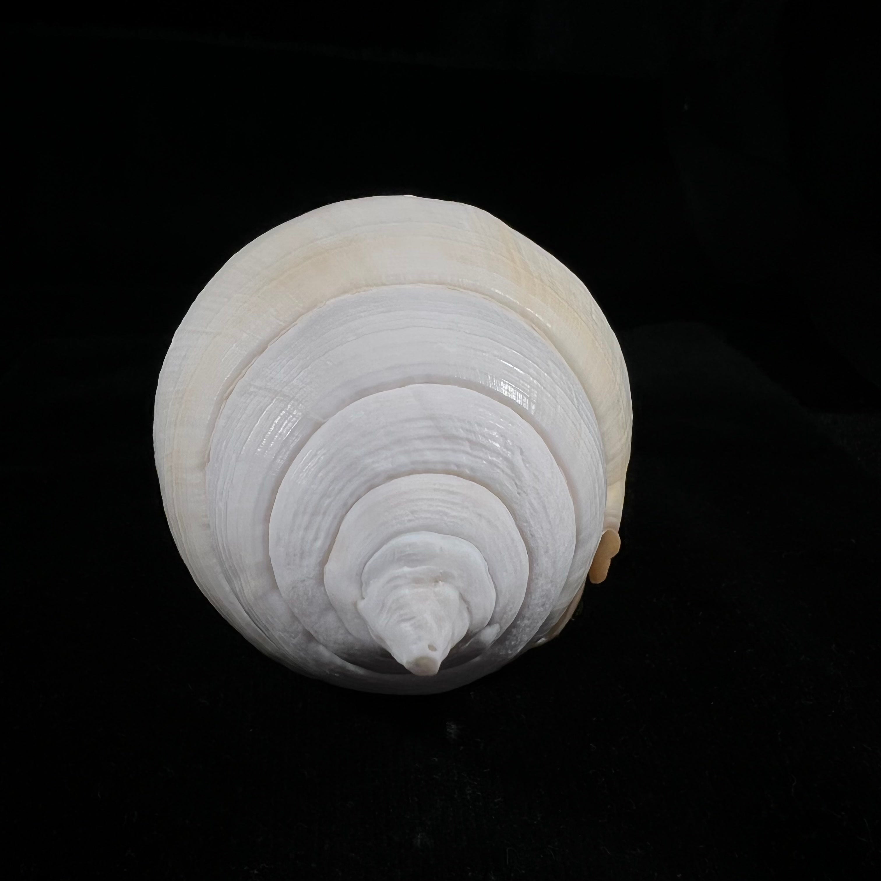 Turbinella laevigata Anton, 1838 - 179毫米