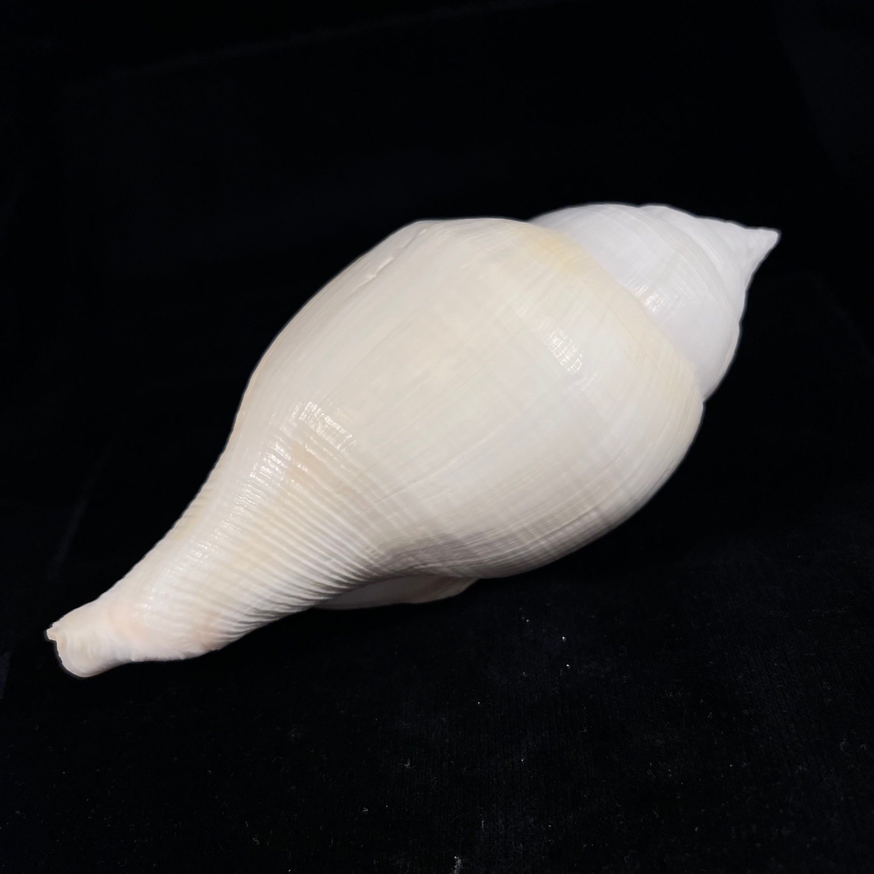 Turbinella laevigata Anton, 1838 - 179毫米