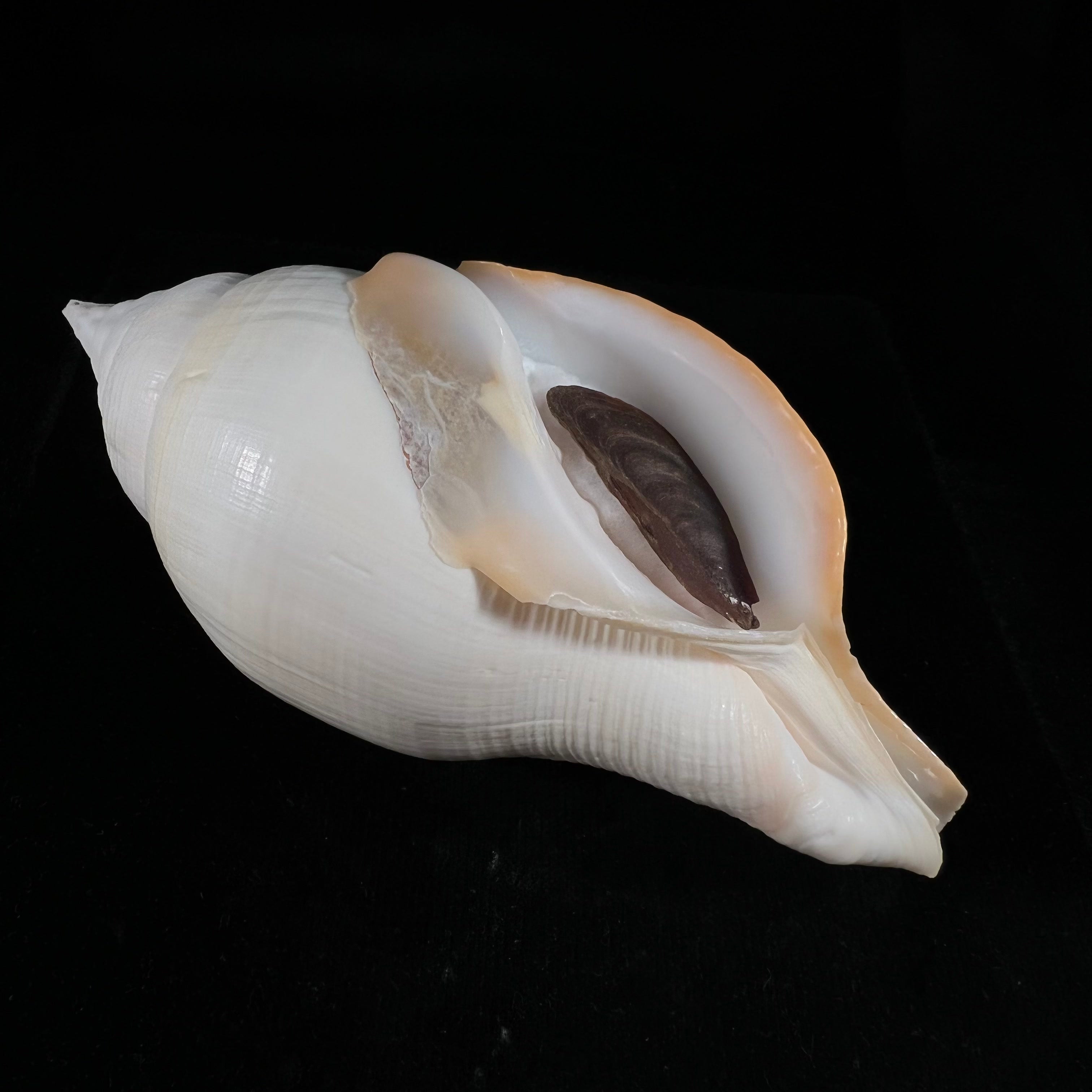 Turbinella laevigata Anton, 1838 - 179毫米