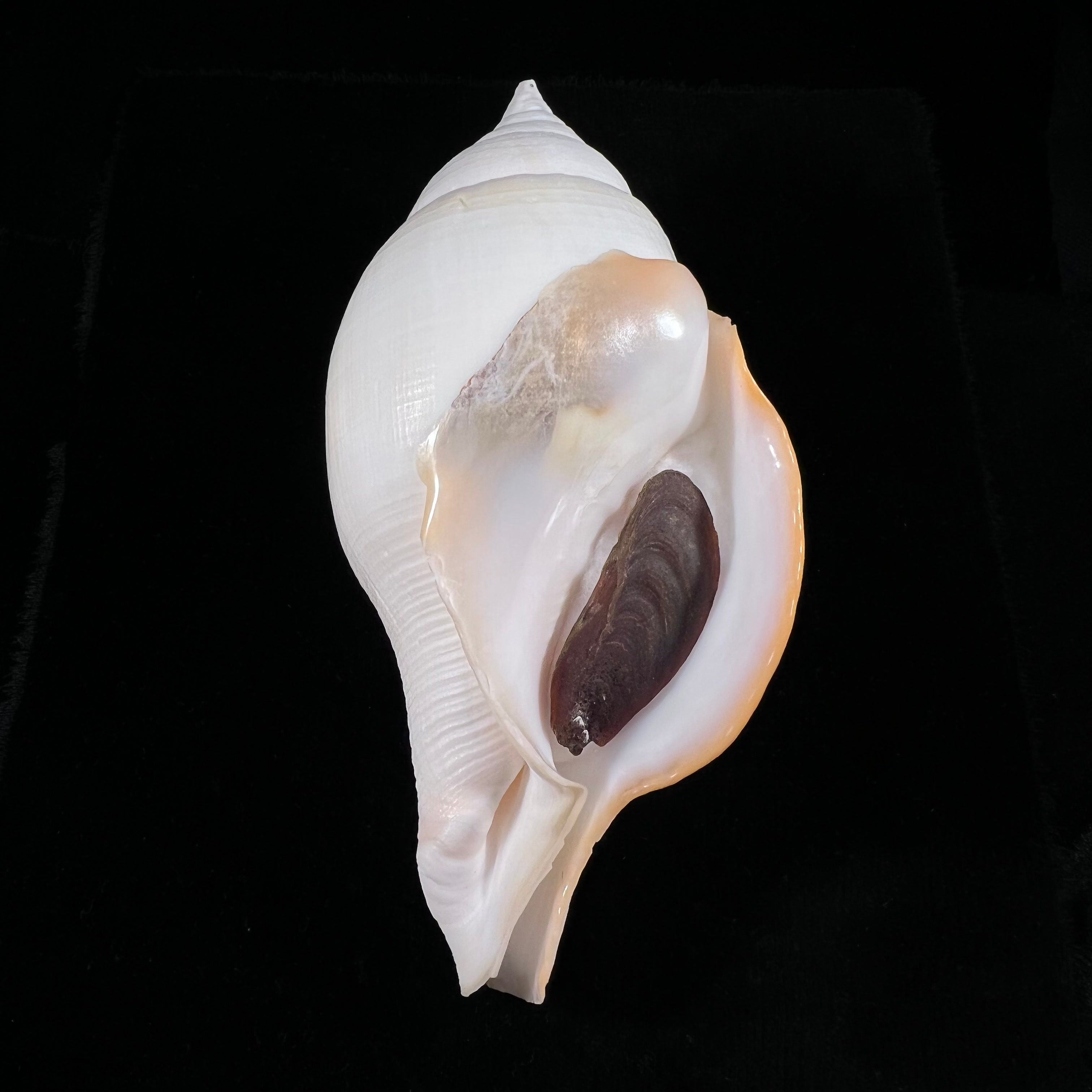 Turbinella laevigata Anton, 1838 - 179毫米