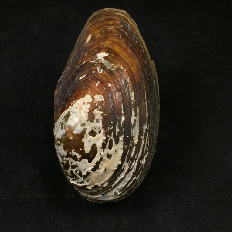 Anodonta cf anatina (Linnaeus, 1758) - 108,4mm