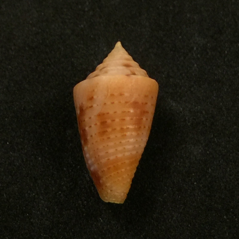 Conus sp - 19,3mm