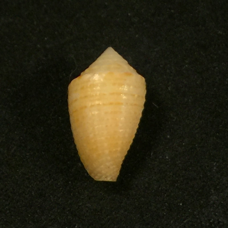 Conus henckesi Coltro, 2004 - 16,7mm