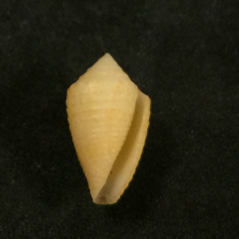 Conus henckesi Coltro, 2004 - 16,7mm
