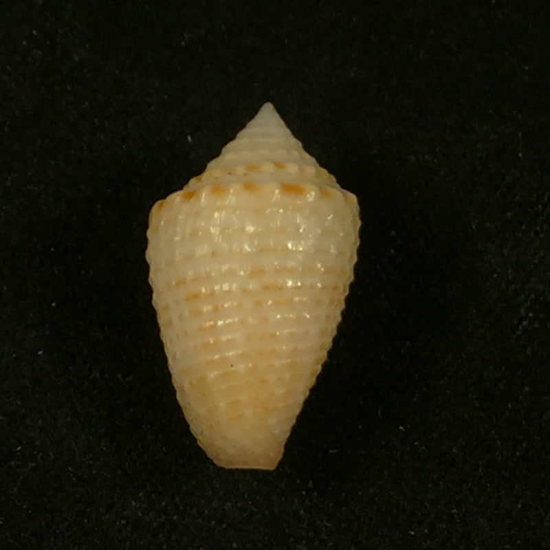 Conus henckesi Coltro, 2004 - 17,4mm