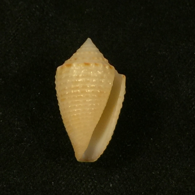Conus henckesi Coltro, 2004 - 17,4mm