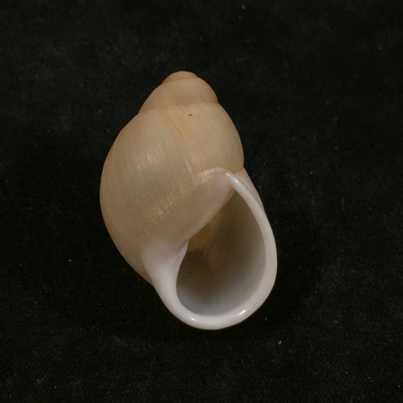 Austroborus dorbignyi (Doring, 1876) - 30,1mm