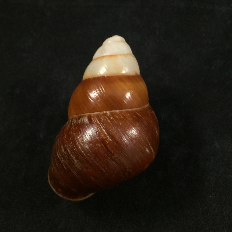 Helicostyla rufogaster (Lesson, 1831) - 55,2mm