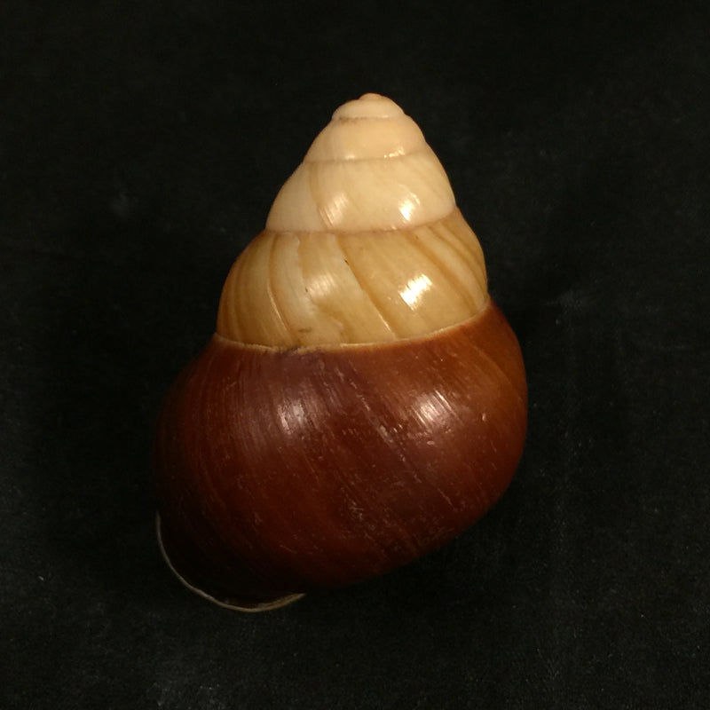 Helicostyla rufogaster (Lesson, 1831) - 54,5mm