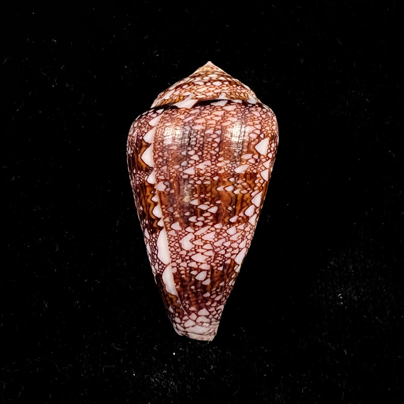 Conus dalli Stearns, 1873 - 51,5mm