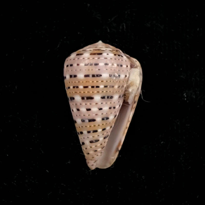 Conus genuanus Linnaeus, 1758 - 37,8mm