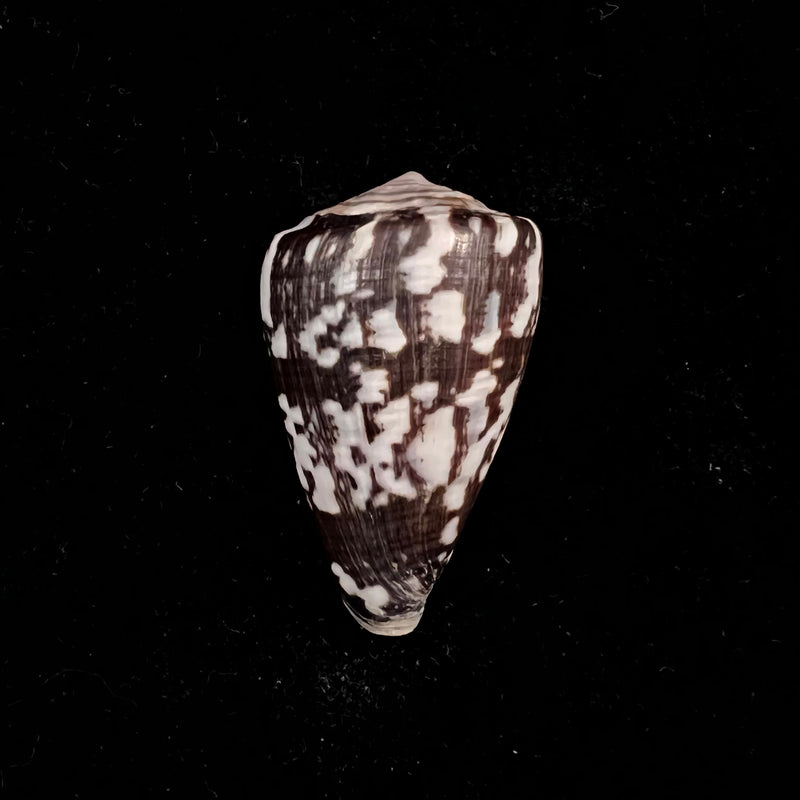 Conus marimaris (Tenorio, Abalde & Zardoya, 2018) - 36,6mm