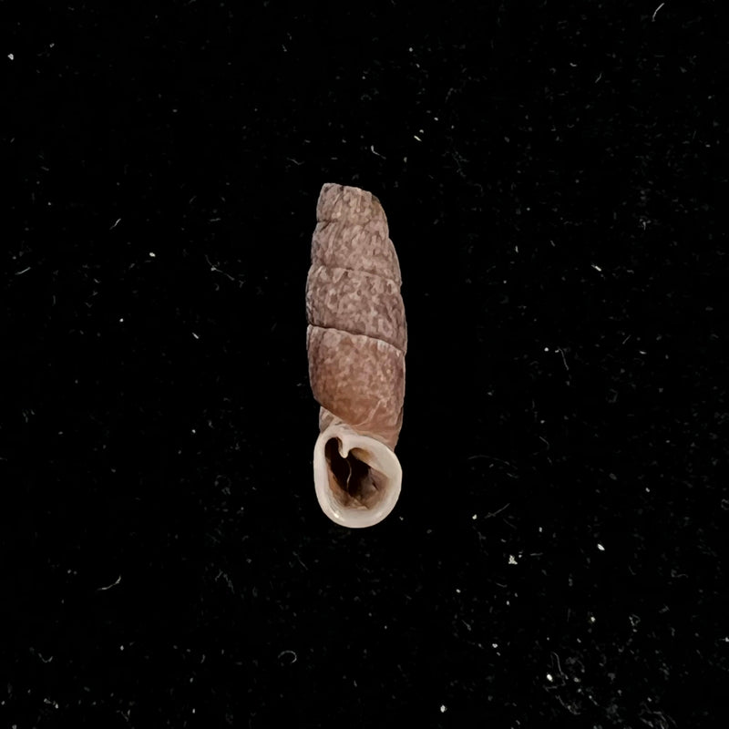 Cylindronenia cumulloana (Pilsbry, 1949) - 12,1mm