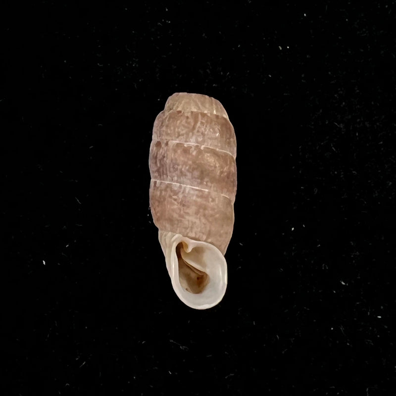 Steeriana malleolata (Philippi, 1867) - 16,1mm