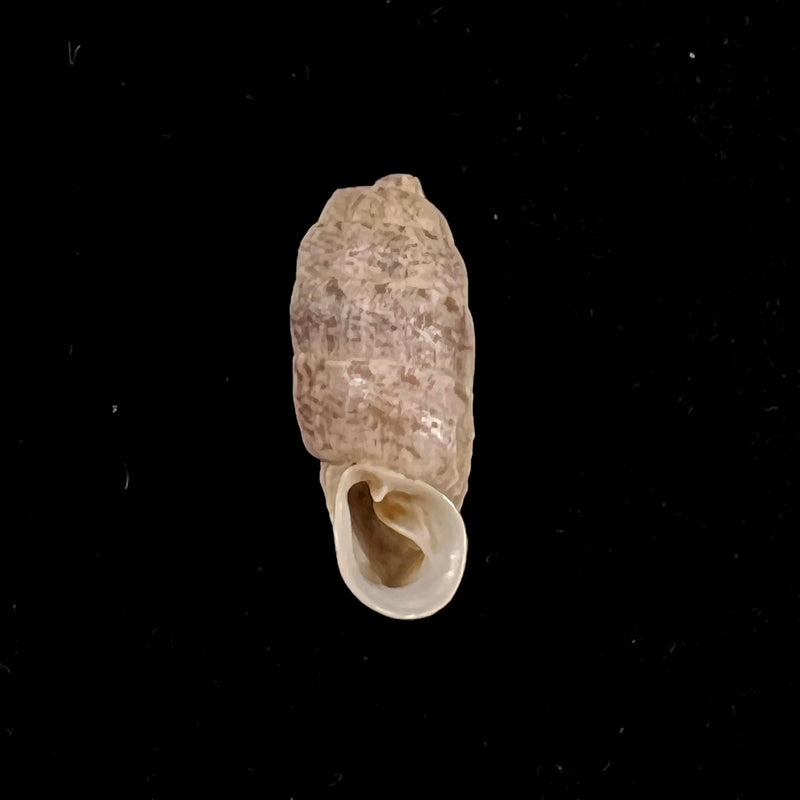 Steeriana malleolata (Philippi, 1867) - 16,7mm