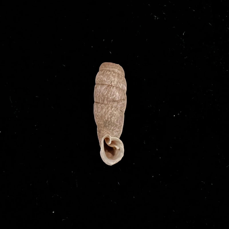 Cylindronenia pangamitoensis pangoensis Nordsieck, 2005 - 18,6mm