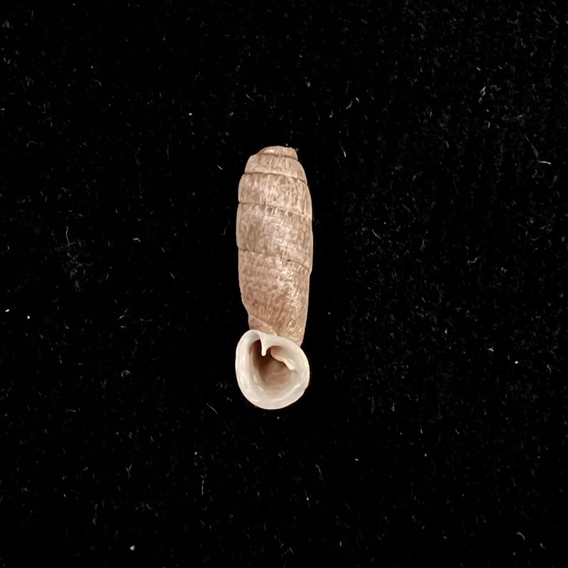 Cylindronenia pangamitoensis pangoensis Nordsieck, 2005 - 17,9mm