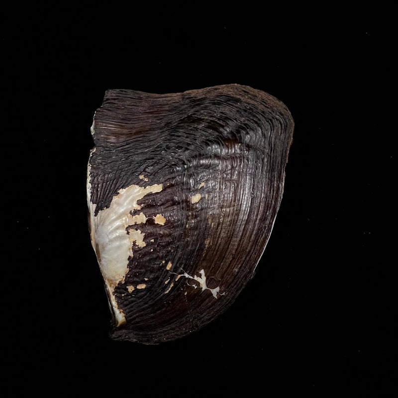 Prisodon corrugatus (Lamarck, 1819) - 116,4mm