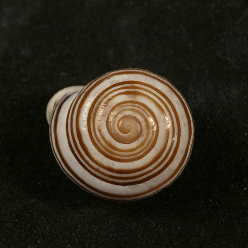 Alabastrina kiffansensis (Pallary, 1926) - 17,3mm