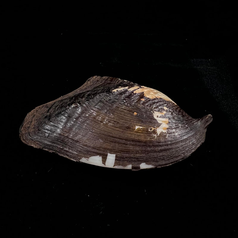 Prisodon corrugatus (Lamarck, 1819) - 116,4mm
