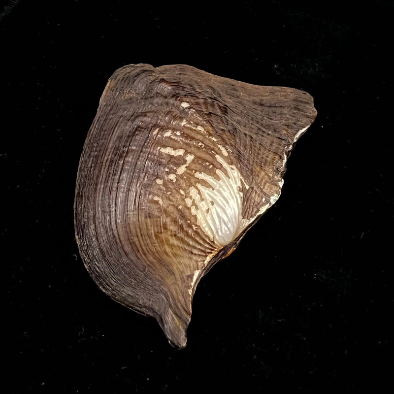 Prisodon corrugatus (Lamarck, 1819) - 101,4mm