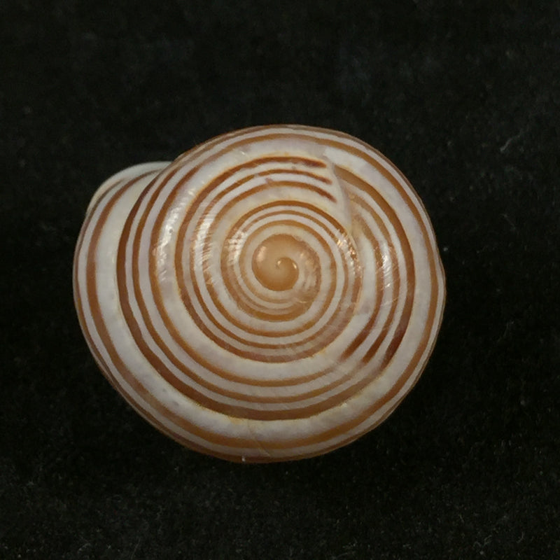 Alabastrina soluta (Michaud, 1833) - 19,9mm
