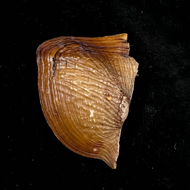 Prisodon corrugatus (Lamarck, 1819) - 70,3mm