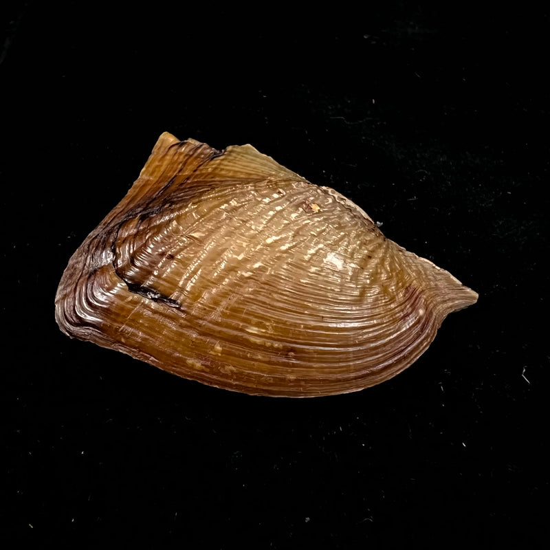Prisodon corrugatus (Lamarck, 1819) - 70,3mm