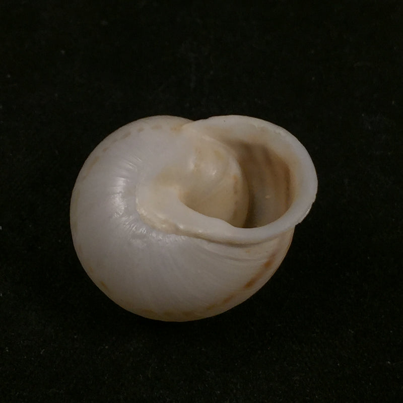 Rossmaessleria anticana fichtalana (Pallary, 1928) - 23,1mm