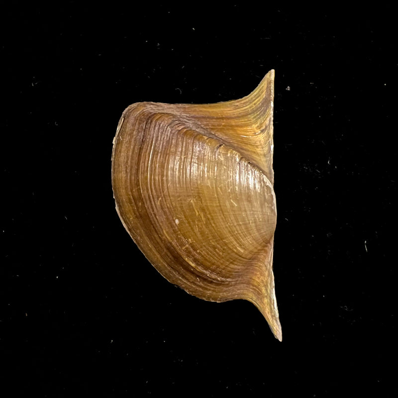Prisodon obliquus Schumacher, 1817 - 58,2mm