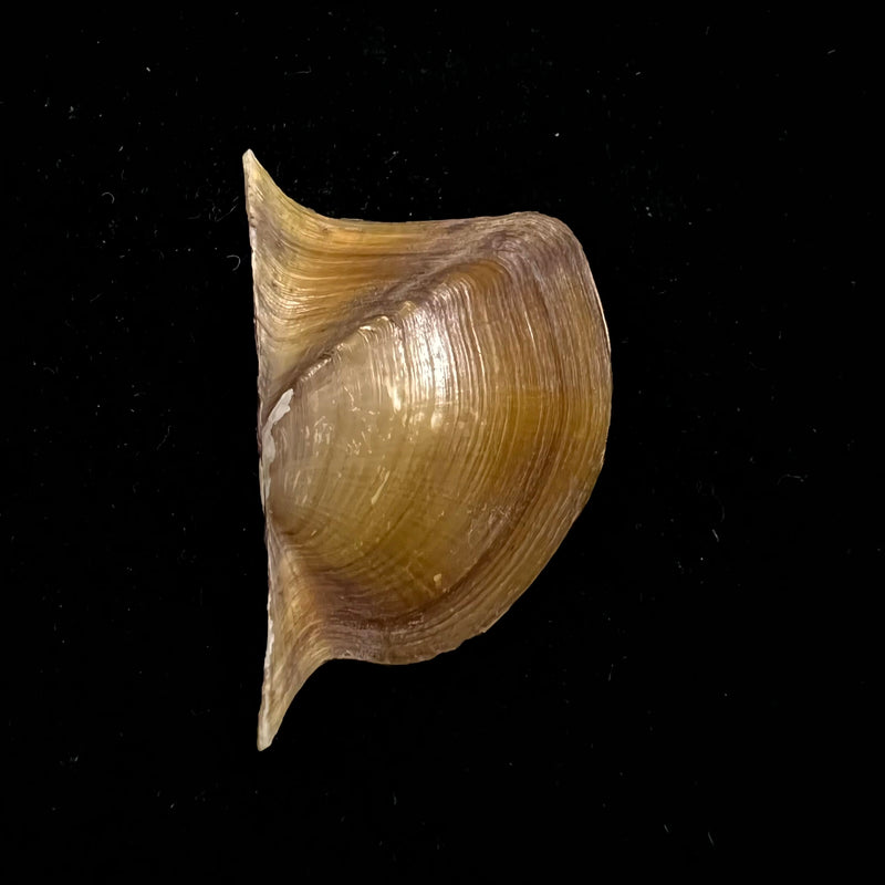 Prisodon obliquus Schumacher, 1817 - 58,2mm