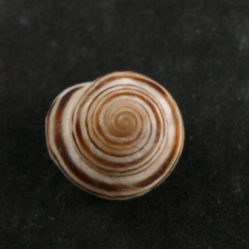 Rossmaessleria sicanoides Kobelt, 1881 - 19,4mm