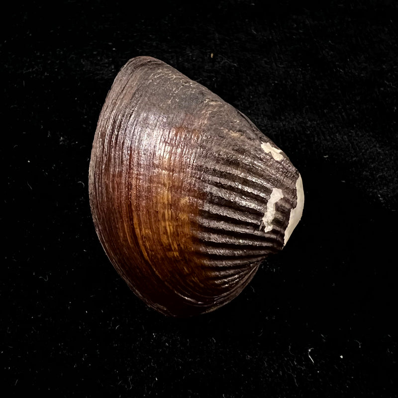 Castalia juruana (Ihering, 1910) - 49,4mm