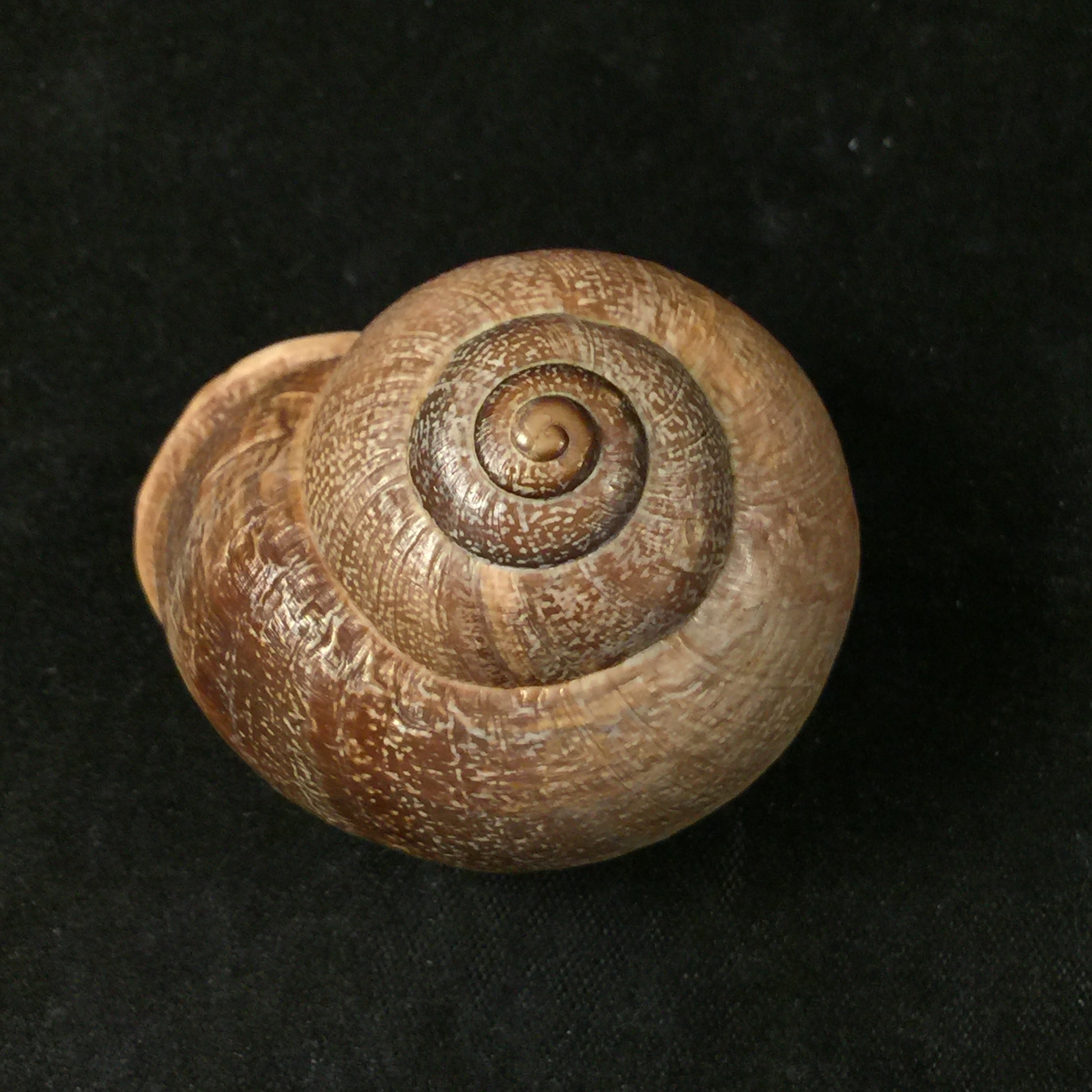 Otala polita (Gassies, 1880) - 45mm