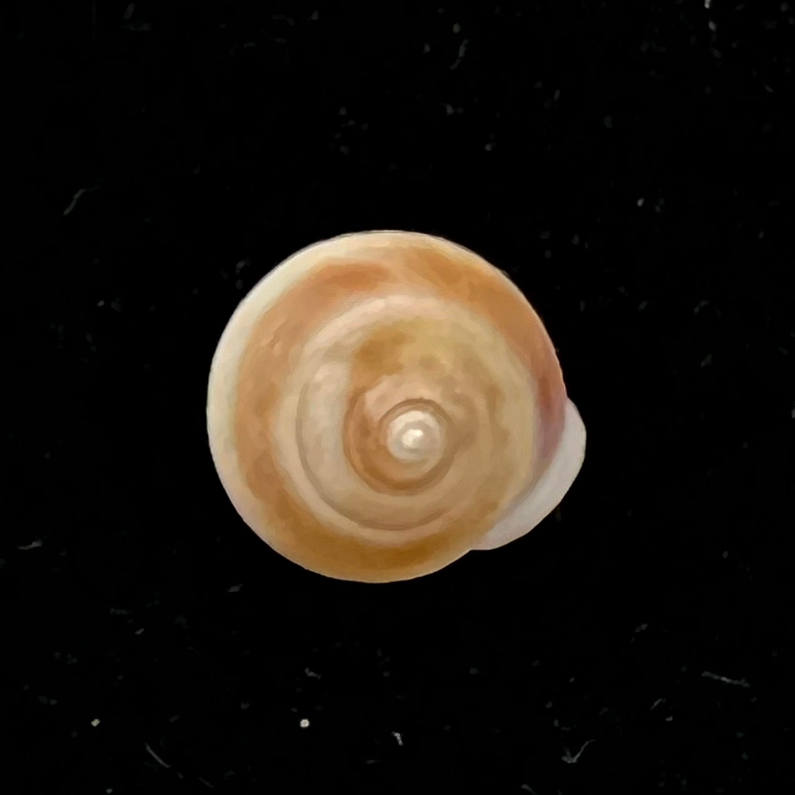 Helicina besckei L. Pfeiffer, 1849 - 9,6毫米