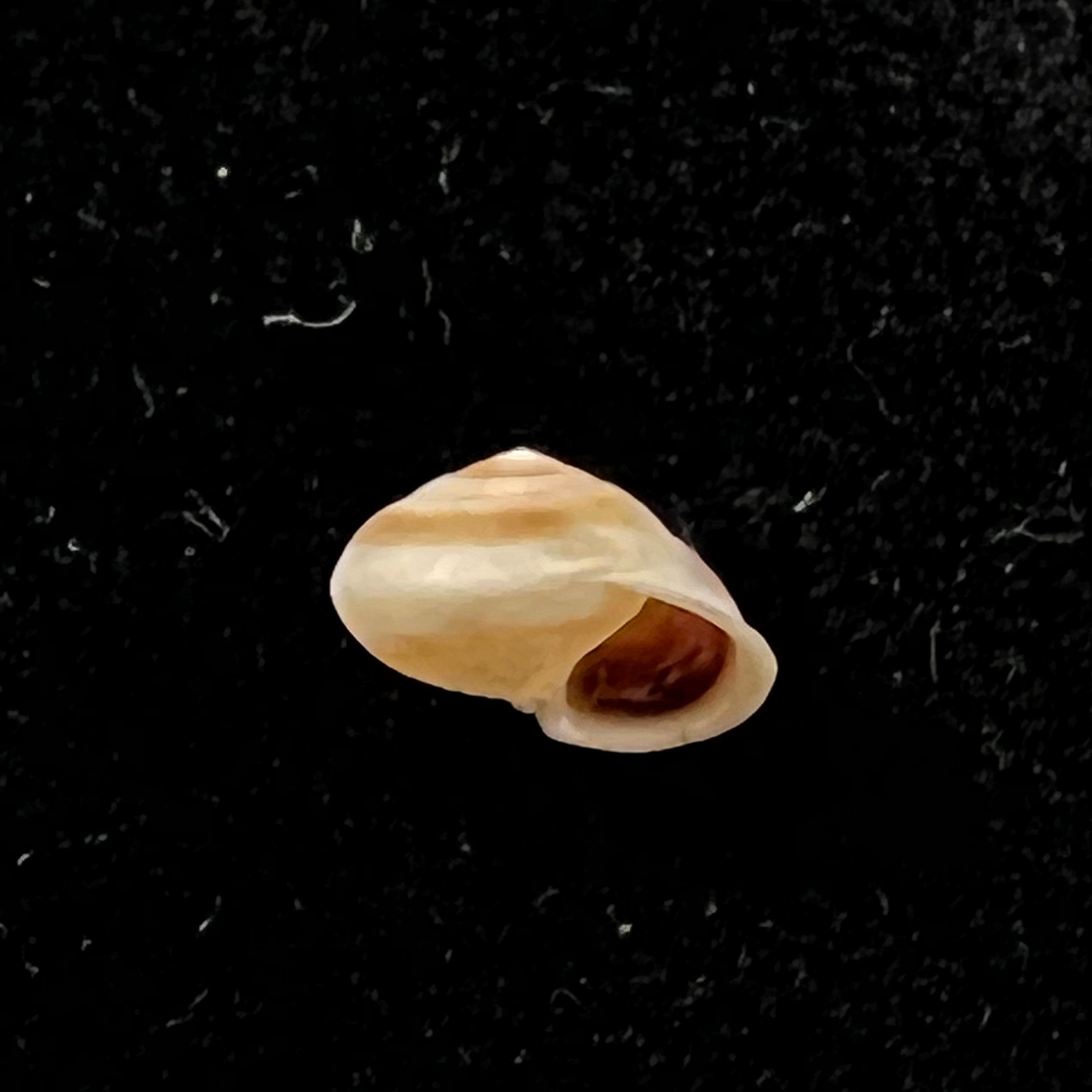 Helicina besckei L. Pfeiffer, 1849 - 9,6毫米