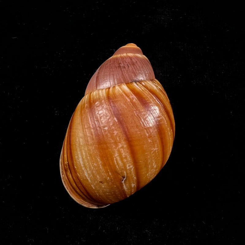 Megalobulimus mauricius Falconieri, 1996 - 76,5mm