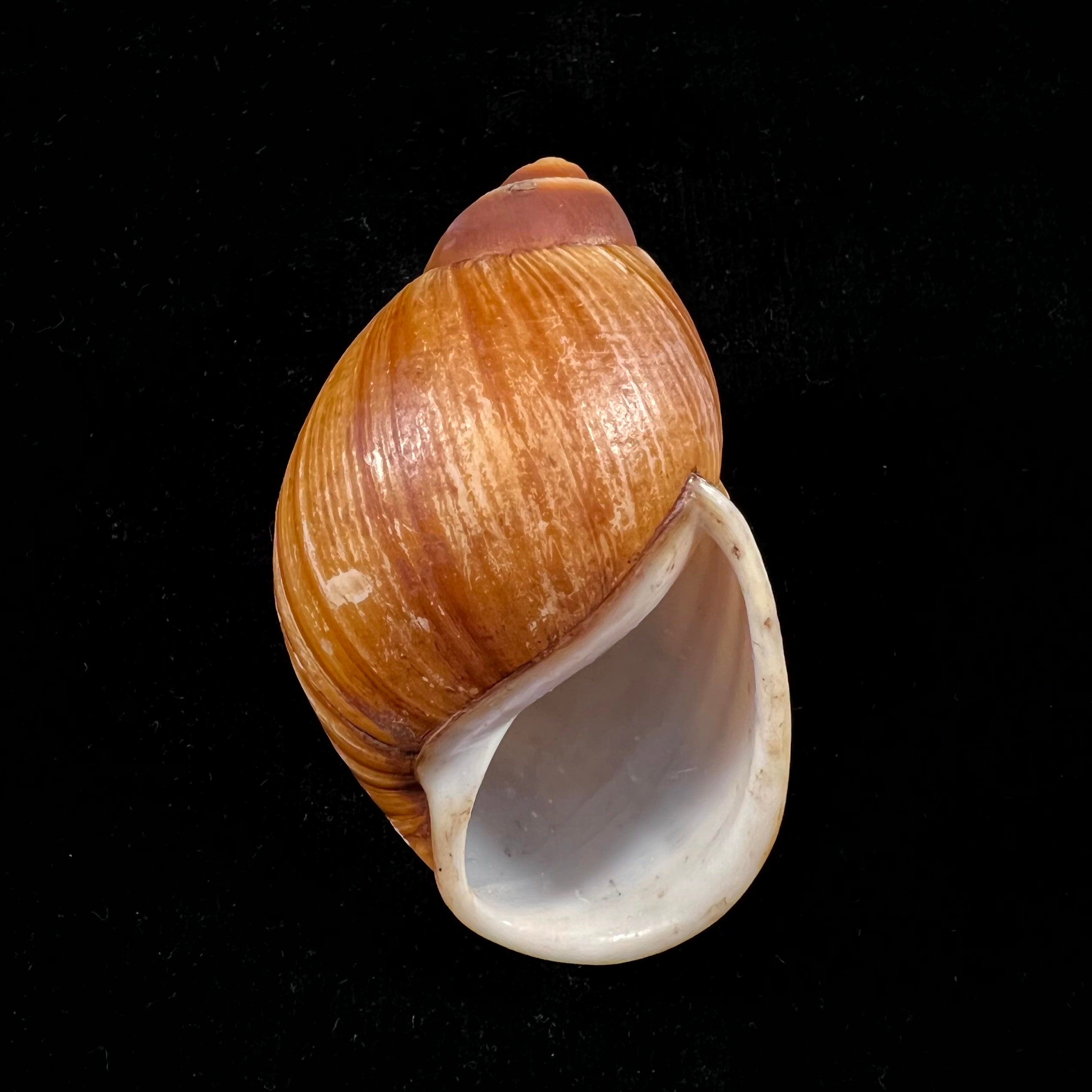 Megalobulimus mauricius Falconieri, 1996 - 76,5mm