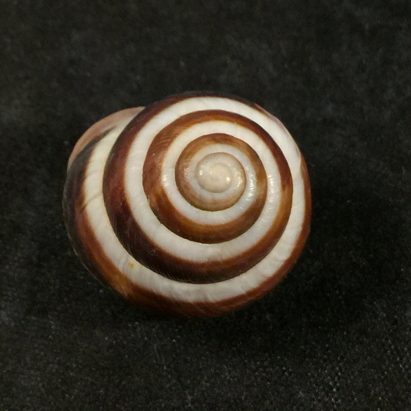 Cepea vindobonensis (Férussac, 1821) - 22,2mm