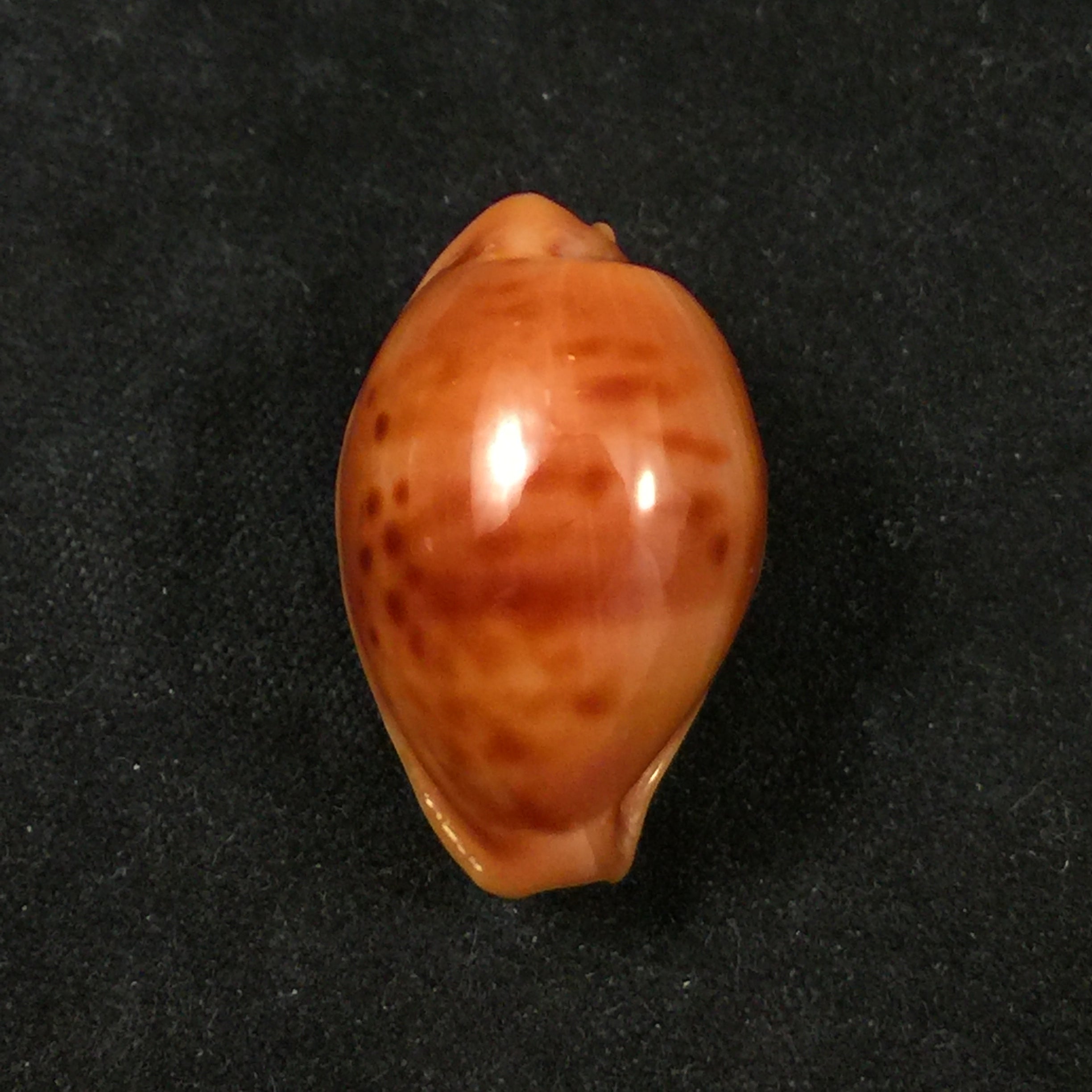 Propustularia surinamensis (G. Perry, 1811) - 25,5mm