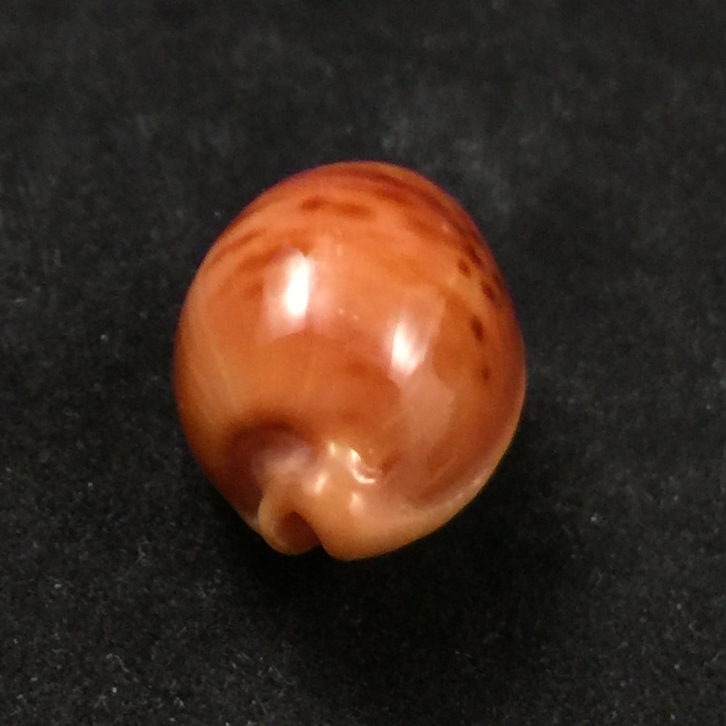 Propustularia surinamensis (G. Perry, 1811) - 25,5mm