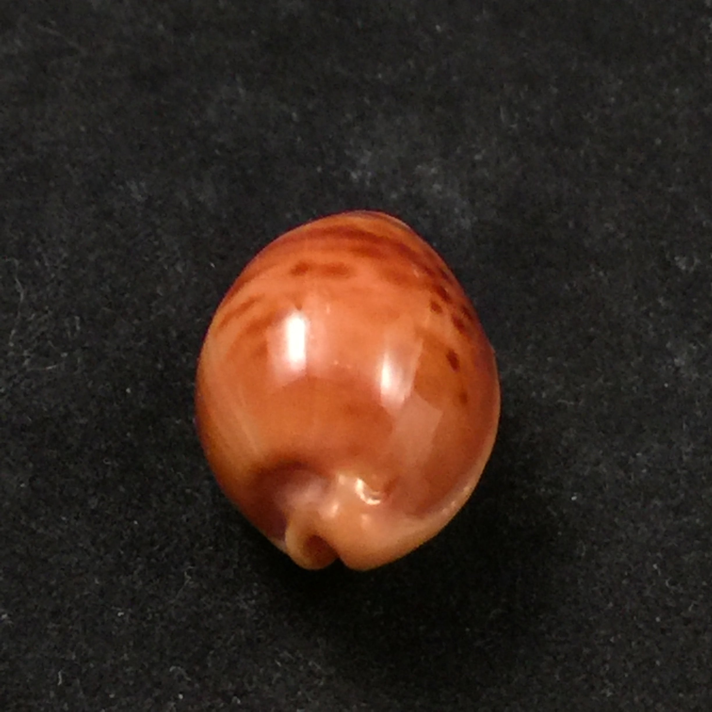 Propustularia surinamensis (G. Perry, 1811) - 25,5mm