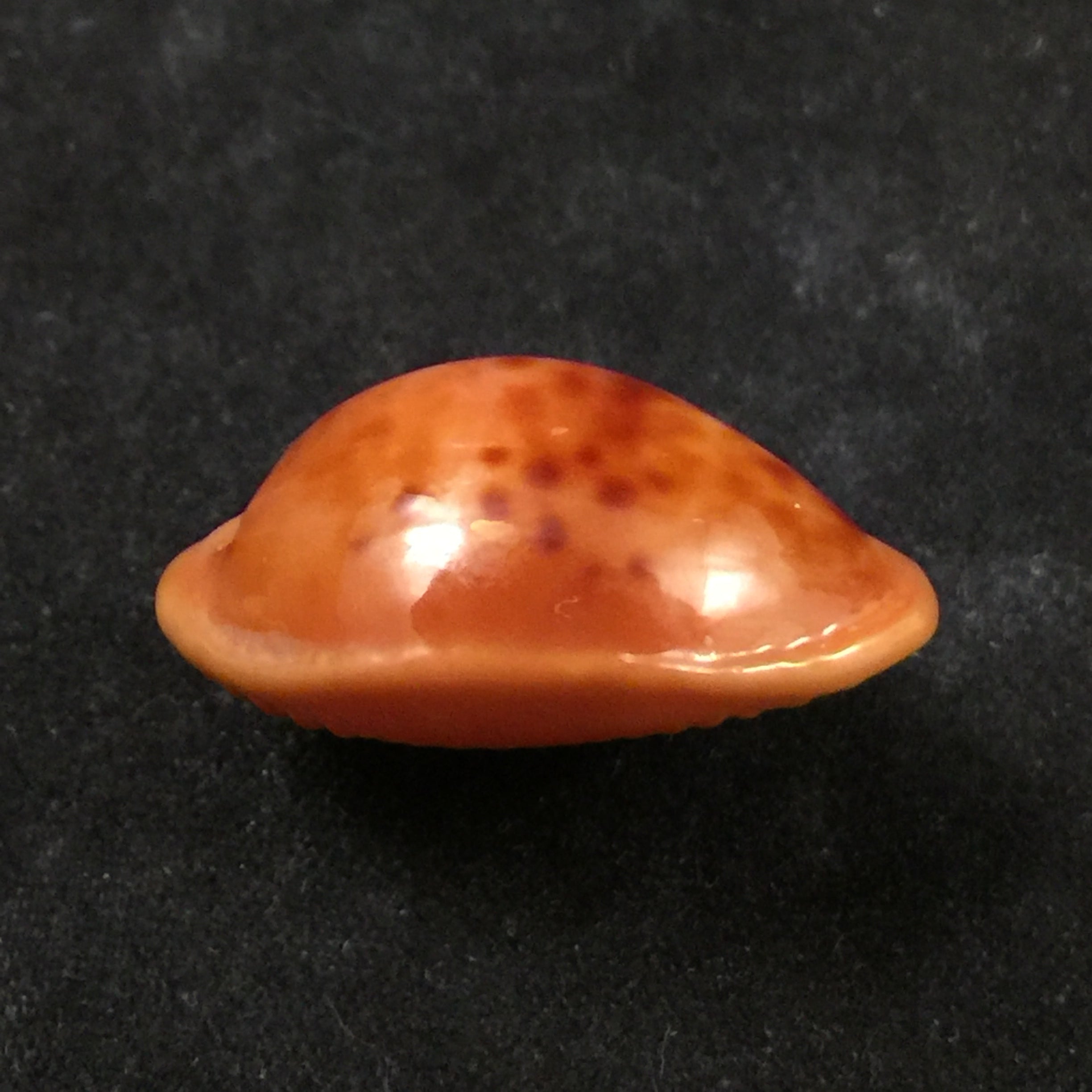 Propustularia surinamensis (G. Perry, 1811) - 25,5mm