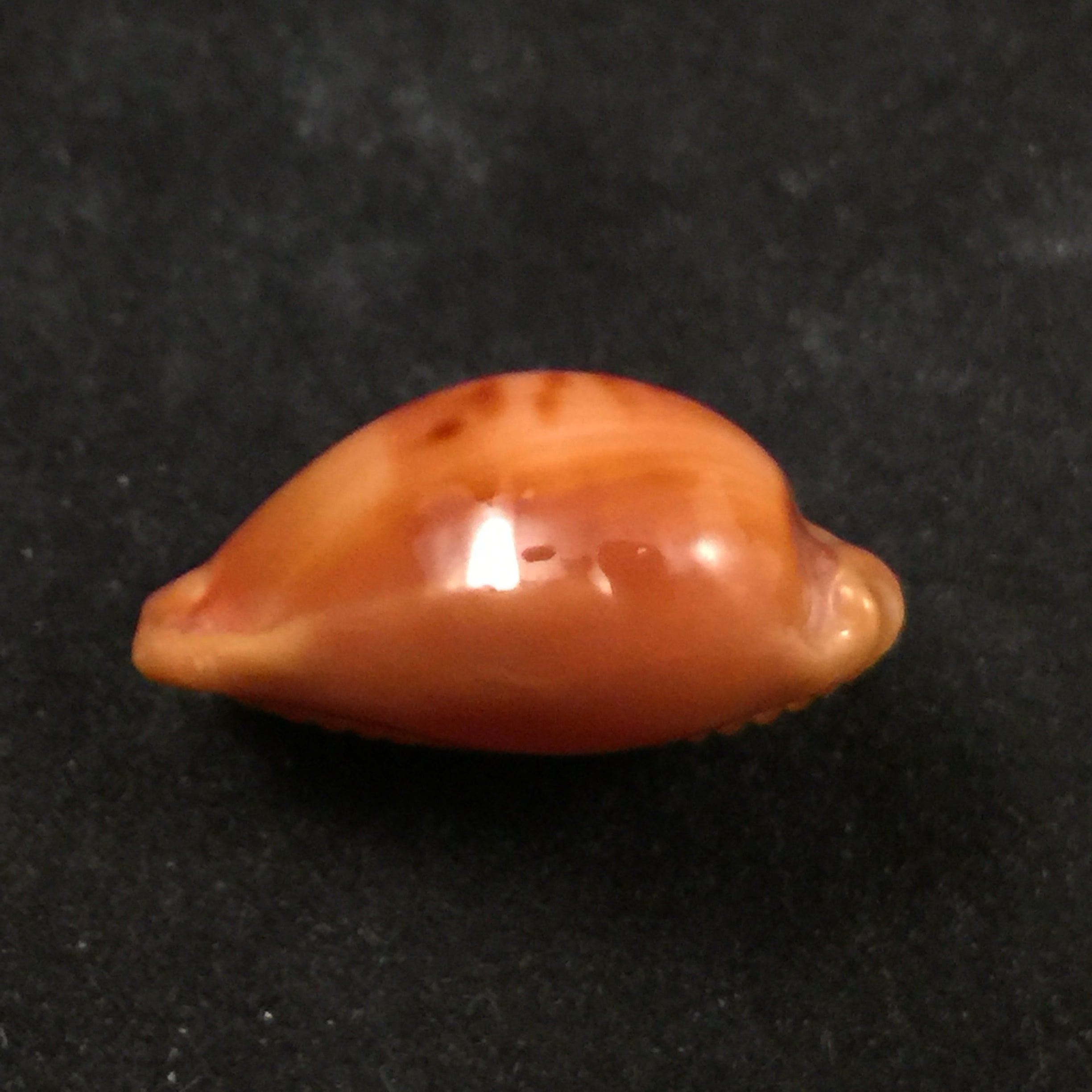 Propustularia surinamensis (G. Perry, 1811) - 25,5mm