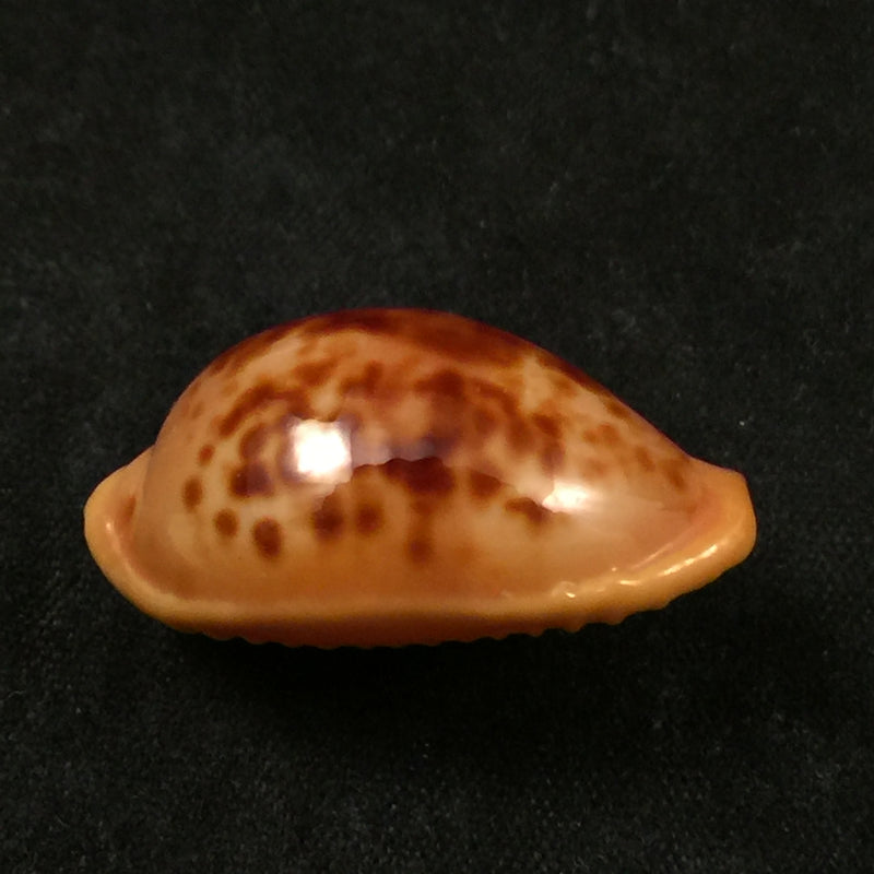 Propustularia surinamensis (G. Perry, 1811) - 27,4mm